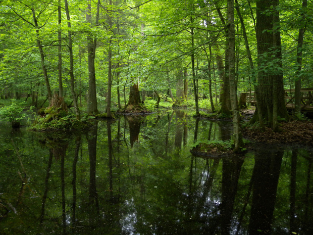 foto2_foresta
