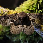 Morgantetti – Laghi di Monticchio (4)