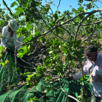 Il pistacchio di Bronte