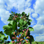 Il pistacchio di Bronte